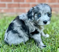 Jersey, a male Miniature Aussiedoodle for sale in Pensacola, FL – 6 of 6