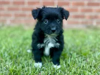Jane, a female Miniature Aussiedoodle for sale in Pensacola, FL – 3 of 5