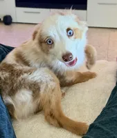 Eli, a male Toy Australian Shepherd for sale in Pensacola, FL – 2 of 10