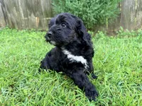 Dove, a female Sheepadoodle for sale in Pensacola, FL – 4 of 6