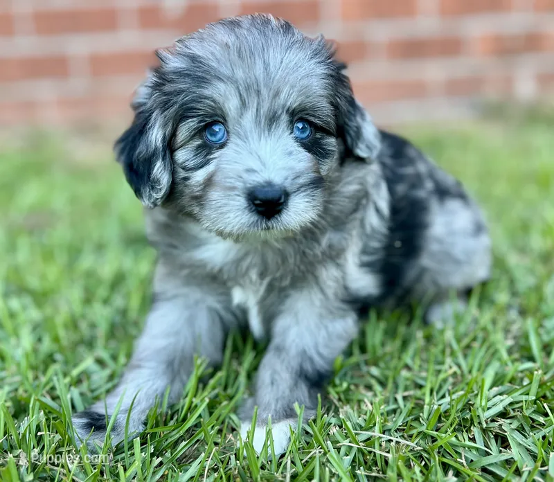 Jersey – Miniature Aussiedoodle puppy for sale in Pensacola, FL