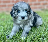 Jersey, a male Miniature Aussiedoodle for sale in Pensacola, FL – 1 of 6
