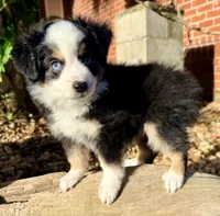 Cooper, a male Toy Australian Shepherd for sale in Pensacola, FL – 4 of 5