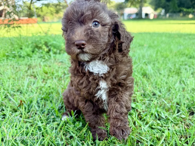 Twix Mini Sheepadoodle – Sheepadoodle puppy for sale in Pensacola, FL