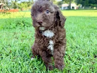 Twix Mini Sheepadoodle, a female Sheepadoodle for sale in Pensacola, FL – 1 of 6