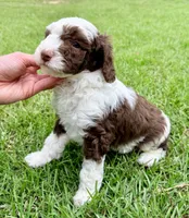 Snickers, a male Sheepadoodle for sale in Pensacola, FL – 6 of 7