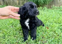 Dove, a female Sheepadoodle for sale in Pensacola, FL – 6 of 6