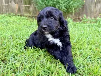 Dove, a female Sheepadoodle for sale in Pensacola, FL – 3 of 6