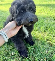 Dove, a female Sheepadoodle for sale in Pensacola, FL – 1 of 10