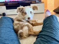 Eli, a male Toy Australian Shepherd for sale in Pensacola, FL – 6 of 10