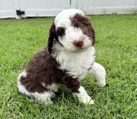 Snickers, a male Sheepadoodle for sale in Pensacola, FL – 4 of 7