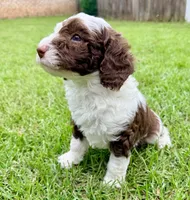 Snickers, a male Sheepadoodle for sale in Pensacola, FL – 7 of 7