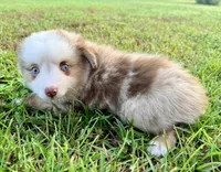 Eli, a male Toy Australian Shepherd for sale in Pensacola, FL – 6 of 6