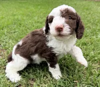 Snickers, a male Sheepadoodle for sale in Pensacola, FL – 3 of 7