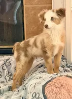 Eli, a male Toy Australian Shepherd for sale in Pensacola, FL – 9 of 10