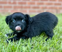 Jill Blue eyes!, a female Miniature Aussiedoodle for sale in Pensacola, FL – 3 of 4