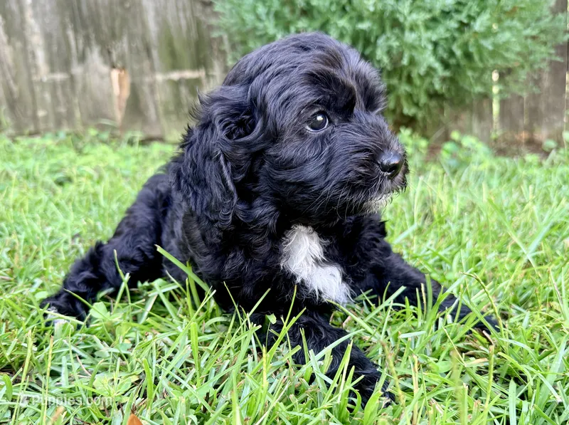 Dove – Sheepadoodle puppy for sale in Pensacola, FL