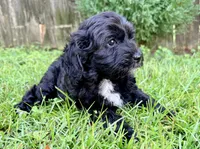 Dove, a female Sheepadoodle for sale in Pensacola, FL – 1 of 6
