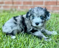 Jersey, a male Miniature Aussiedoodle for sale in Pensacola, FL – 4 of 6