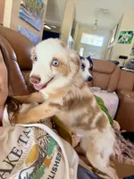 Eli, a male Toy Australian Shepherd for sale in Pensacola, FL – 3 of 10