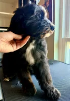 Dove, a female Sheepadoodle for sale in Pensacola, FL – 2 of 10