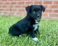 Jane, a female Miniature Aussiedoodle for sale in Pensacola, FL – 4 of 5