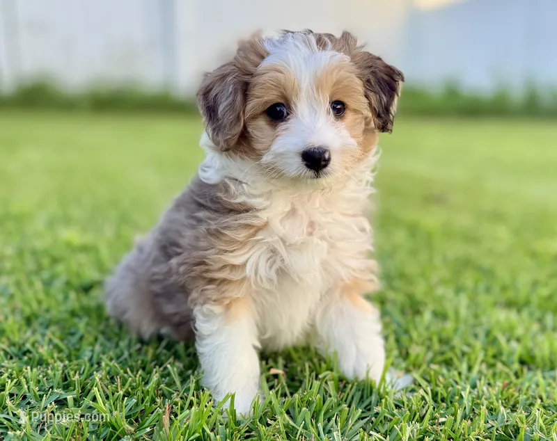 Audrey – Miniature Aussiedoodle puppy for sale in Pensacola, FL