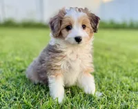Audrey, a female Miniature Aussiedoodle for sale in Pensacola, FL – 1 of 5