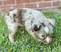Java, a female Miniature Aussiedoodle for sale in Pensacola, FL – 3 of 5