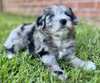 Jersey, a male Miniature Aussiedoodle for sale in Pensacola, FL – 2 of 6