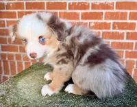 Eli, a male Toy Australian Shepherd for sale in Pensacola, FL – 3 of 6