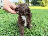 Twix Mini Sheepadoodle, a female Sheepadoodle for sale in Pensacola, FL – 5 of 6