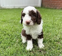 Snickers, a male Sheepadoodle for sale in Pensacola, FL – 5 of 7