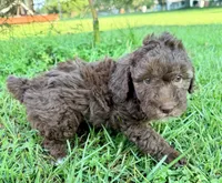 Twix Mini Sheepadoodle, a female Sheepadoodle for sale in Pensacola, FL – 3 of 6