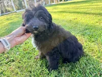 Dove, a female Sheepadoodle for sale in Pensacola, FL – 4 of 10