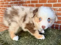 Eli, a male Toy Australian Shepherd for sale in Pensacola, FL – 5 of 6