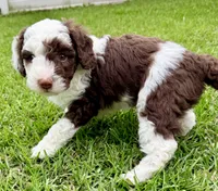 Snickers, a male Sheepadoodle for sale in Pensacola, FL – 1 of 7