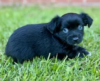 Jill Blue eyes!, a female Miniature Aussiedoodle for sale in Pensacola, FL – 4 of 4