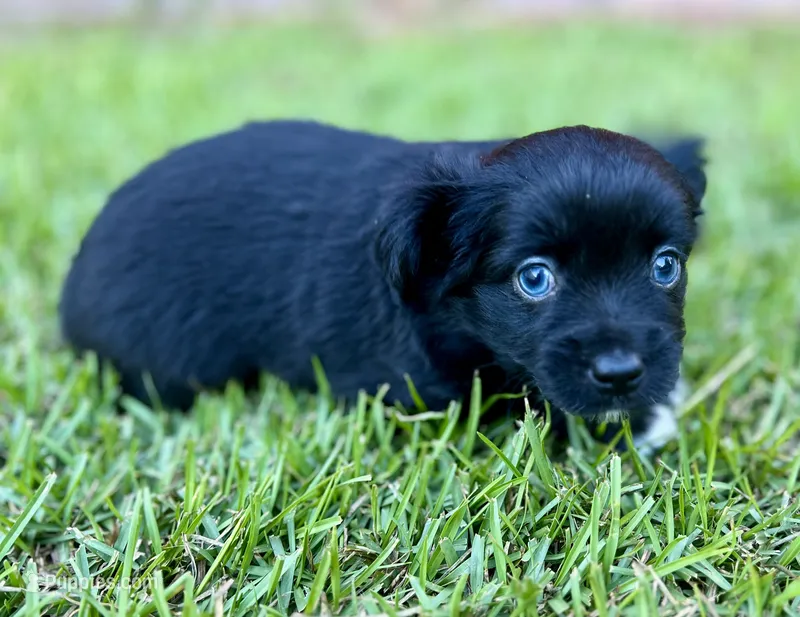 Jill Blue eyes! – Miniature Aussiedoodle puppy for sale in Pensacola, FL