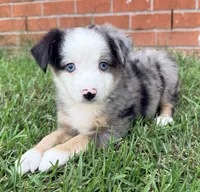 Charlie, a male Toy Australian Shepherd for sale in Pensacola, FL – 4 of 5