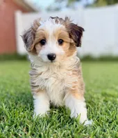 Audrey, a female Miniature Aussiedoodle for sale in Pensacola, FL – 3 of 5