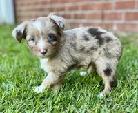 Java, a female Miniature Aussiedoodle for sale in Pensacola, FL – 4 of 5