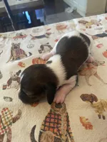 Cookie Dough, a female Dachshund for sale in Monona, IA – 4 of 5