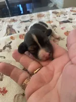 Cookie Dough, a female Dachshund for sale in Monona, IA – 2 of 5