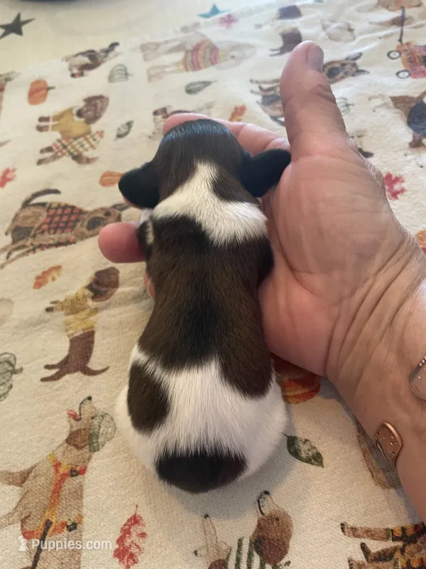 Cookie Dough – Dachshund puppy for sale in Monona, IA