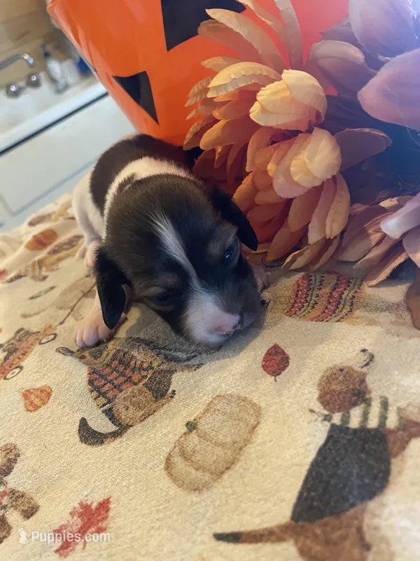 Cookie Dough – Dachshund puppy for sale in Monona, IA