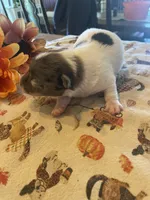 Bandit, a male Dachshund and Pomeranian for sale in Monona, IA – 3 of 5