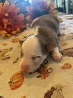 Bear, a male Dachshund and Pomeranian for sale in Monona, IA – 5 of 6
