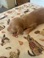 Carmel, a male Dachshund for sale in Monona, IA – 4 of 5