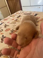 Carmel, a male Dachshund for sale in Monona, IA – 2 of 5